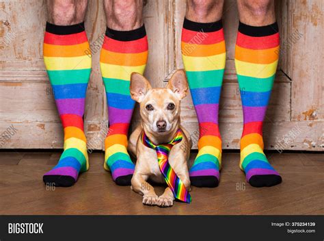 Gay Dog Owner Rainbow Image And Photo Free Trial Bigstock