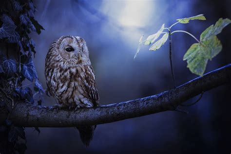 1600x1200 Tawny Owl In Moonlight 1600x1200 Resolution HD ...