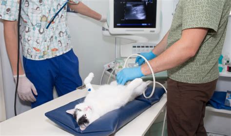 Ultrasonography Ulysses Veterinary Clinic Cairns