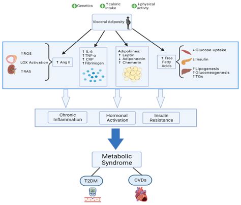 ijms free full text metabolic syndrome updates on pathophysiology and management in 2021