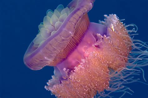 Crown Jellyfish The Bio Infos