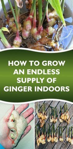 Stop Buying Ginger Avocado Dessert Natural Living Organic Gardening Gardening Tips