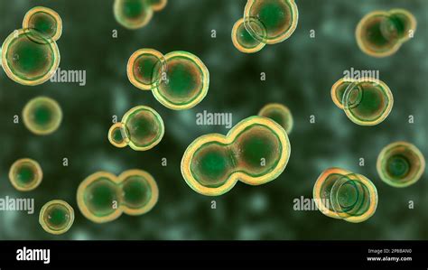Blastomyces Dermatitis Hi Res Stock Photography And Images Alamy