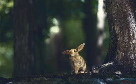Rabbit Animal Photography Animals Creatures