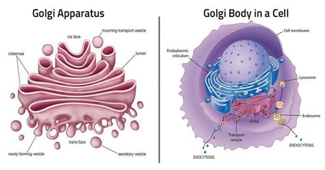 Golgi Body Golgi Apparatus Define Functions Life Of Cell Without