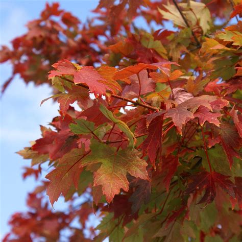 Autumn Blaze Red Maple Trees For Sale