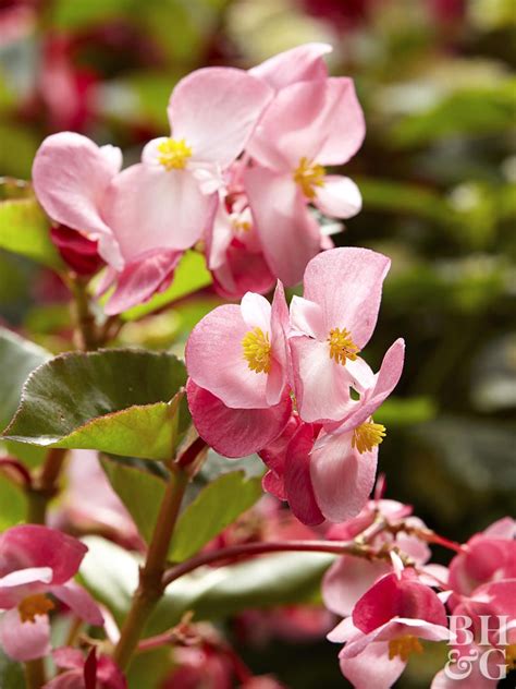 Fragrant Flowers For Indoors Thuem Garden Plant