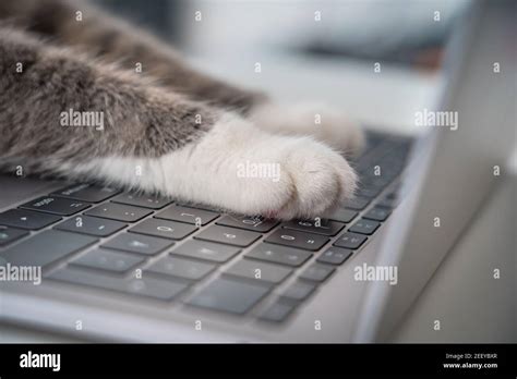 Cat Working On Computer Funny Photo Of Cat Paws Typing Texting Or