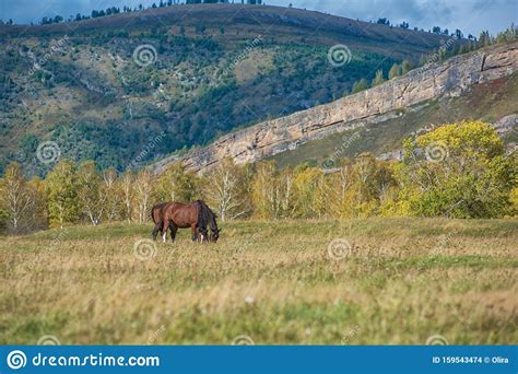 Wild Horses In Altai Mountain Stock Photo Image Of Beam Meadow
