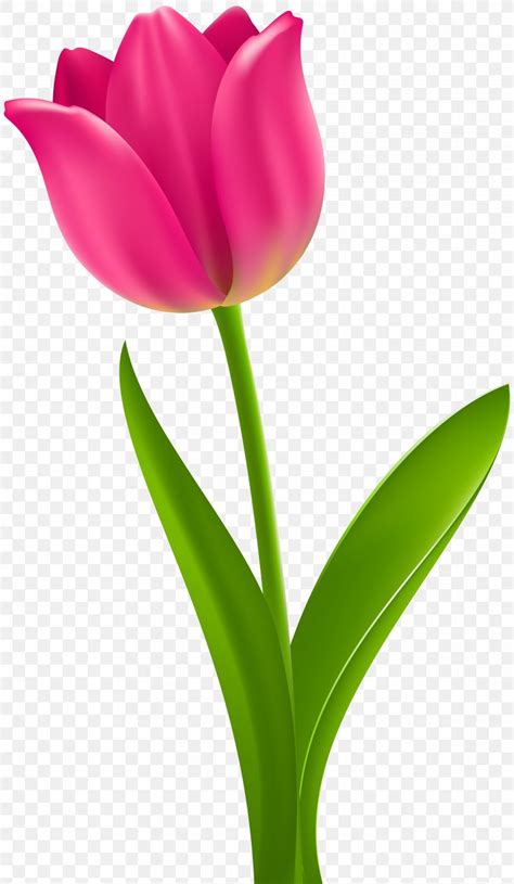 Tulip Flower Clip Art Free Clipart Images 2 Clipartix