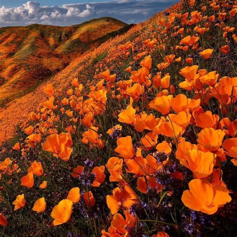 Rare California Super Bloom Ignites Rolling Hills With Fields Of