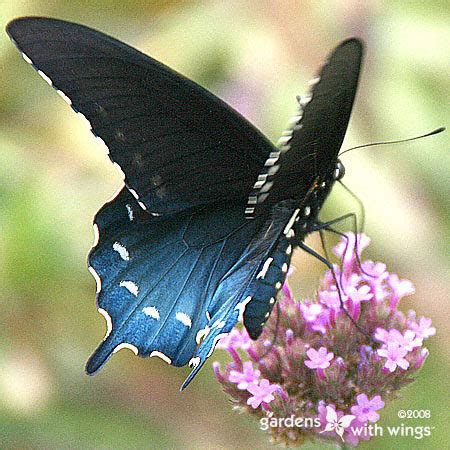 Pipevine Swallowtail Blue Black Butterfly Gardens With Wings