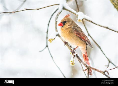 One Female Red Northern Cardinal Cardinalis Bird Perched On Tree Branch