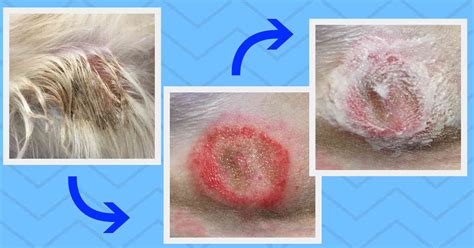 Dog Skin Conditions Scabs Petfinder Dog Breeds Picture