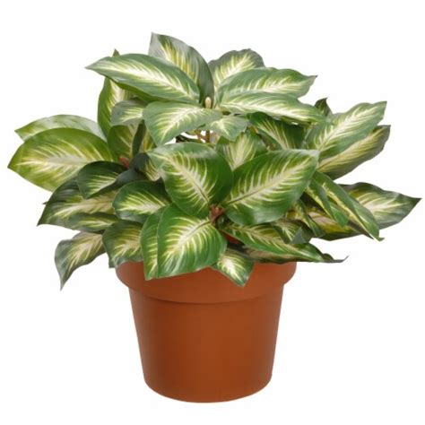 National Tree Company 15in Artificial Hosta Plant W 2 Toned Leaves