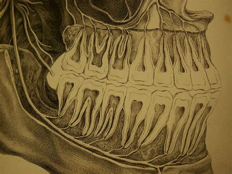 The Teeth Robinson 1846 Frontispiece Closeup By Rosefirerising