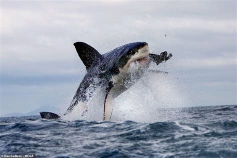 Great White Sharks Have Abandoned South African Hunting Ground Thanks