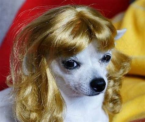 Vitamin Ha Funny Dogs With Wigs 12 Dog With Wig Hipster Dog Funny