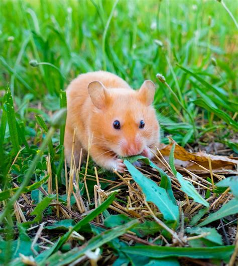 Hamster In The Grass 동물 유머 동물