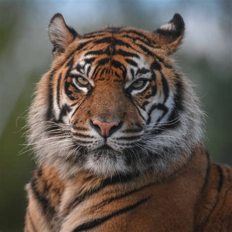 Sumatran Tiger Chester Zoo Tigers Animals At The Zoo