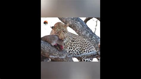 Leopard Killed An Impala And Took It Up On A Tree Leopard Hunted An