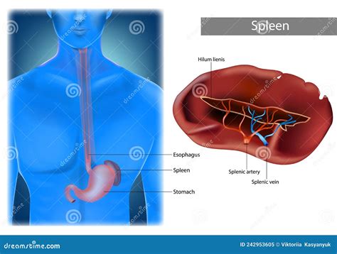 Illustration Of Human Spleen Anatomy Location Of Spleen In Body Stock
