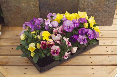 Q And A How To Plant Pansies Hgtv