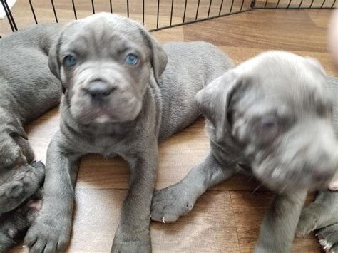 Cane Corso Puppies For Sale California Md 265891