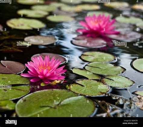 Water Lilies Hi Res Stock Photography And Images Alamy