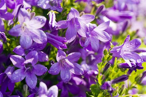 Bellflower Campanula Stock Image C0041141 Science Photo Library