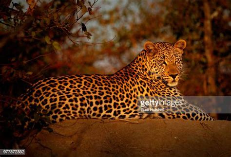 Cheetah Sunset Photos And Premium High Res Pictures Getty Images