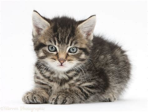 Cute Tabby Kitten 6 Weeks Old Photo Wp37044