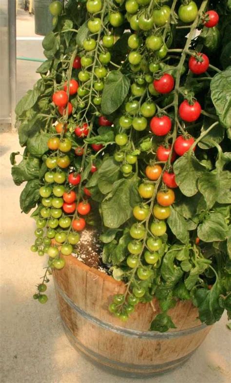Rapunzel Hybrid Cherry Tomato High Yield Good For