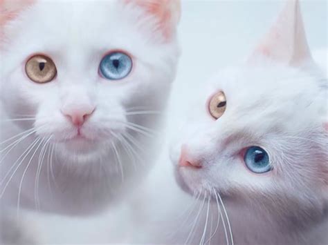 Cat Video Two Very Cute Twin White Kitty Girls Cute And Funny Cat