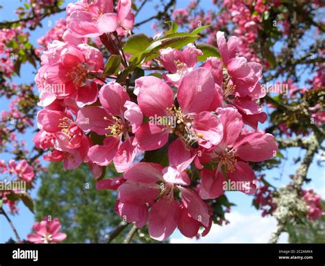 Pink Flowering Cherry Tree Stock Photo Alamy