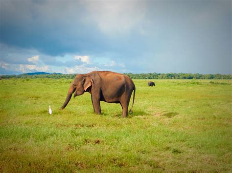 Sri Lanka How Seeing 100 Elephants On Safari Broke My Heart Absolutely Lucy