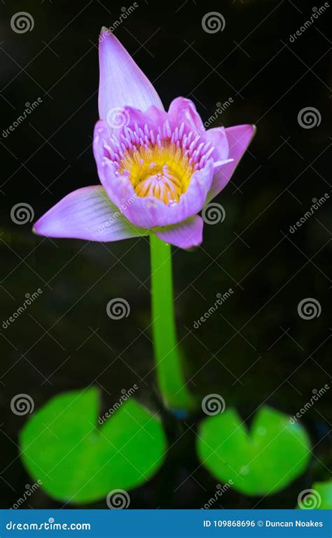 Gorgeous Mauave Water Lily Flower Stock Photo Image Of Leaves