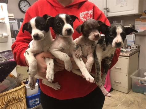 We are currently working on getting a barn built to house the rescue dogs and keep them warm this winter and keep them safe. Puppies covered in latex paint during couple's domestic ...