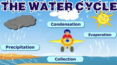 The Water Cycle Collection Condensation Precipitation Evaporation