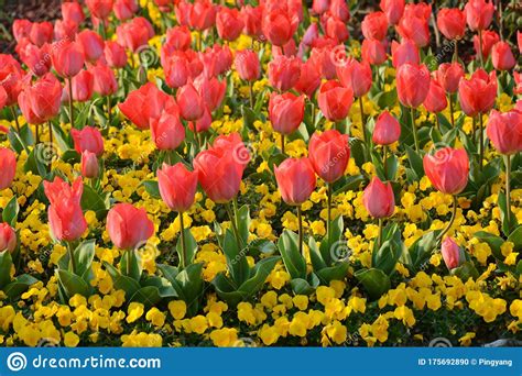 Red Tulips Blossoms On The Ground Stock Photo Image Of Leaves Head