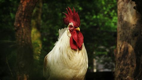 Foto Stok Gratis Tentang Agrikultura Alam Ayam