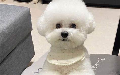 Best 12 Fluffiest Dogs Ever Puppies Club