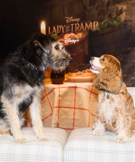 What Kind Of Dog Is The Dog In Lady And The Tramp Pets Lovers