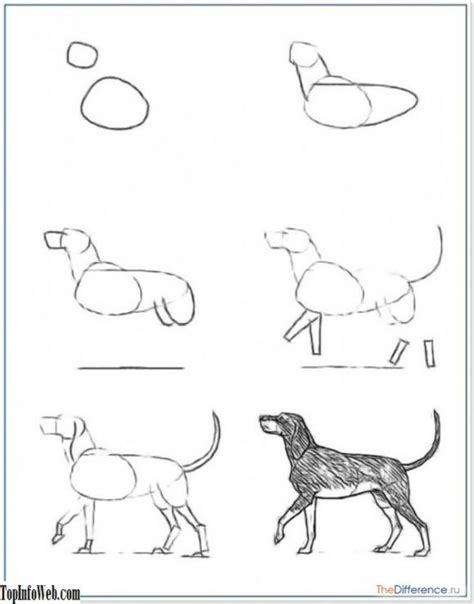 Kako Nacrtati Olovkom Psa U Fazama Medicina I Zdravlje 2023