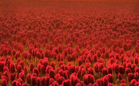 Wallpaper Nature Red Field Flower Tulip Petal Land Plant
