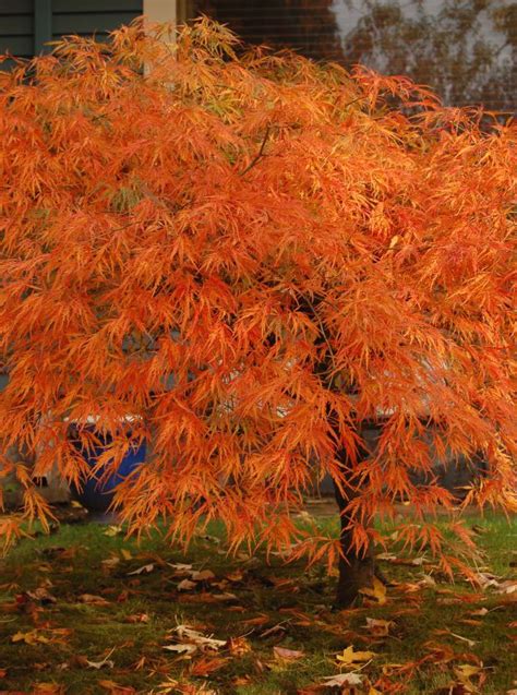 The Six Best Japanese Maples For Fall Color Acer Palmatum Var