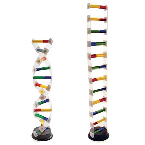 DNA Model Kit Educational Innovations