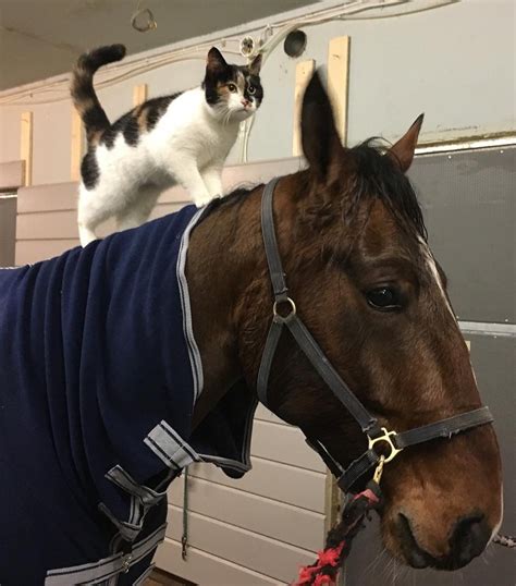 friendly stable cat interrupts  humans tv interview  steals  show love meow