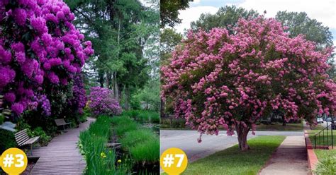25 Longest Blooming Trees And Shrubs For Your Garden • Tasteandcraze