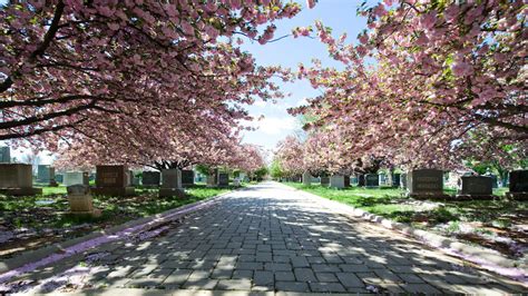 This Dc Cemetery May Be The Liveliest Place In Town National Trust